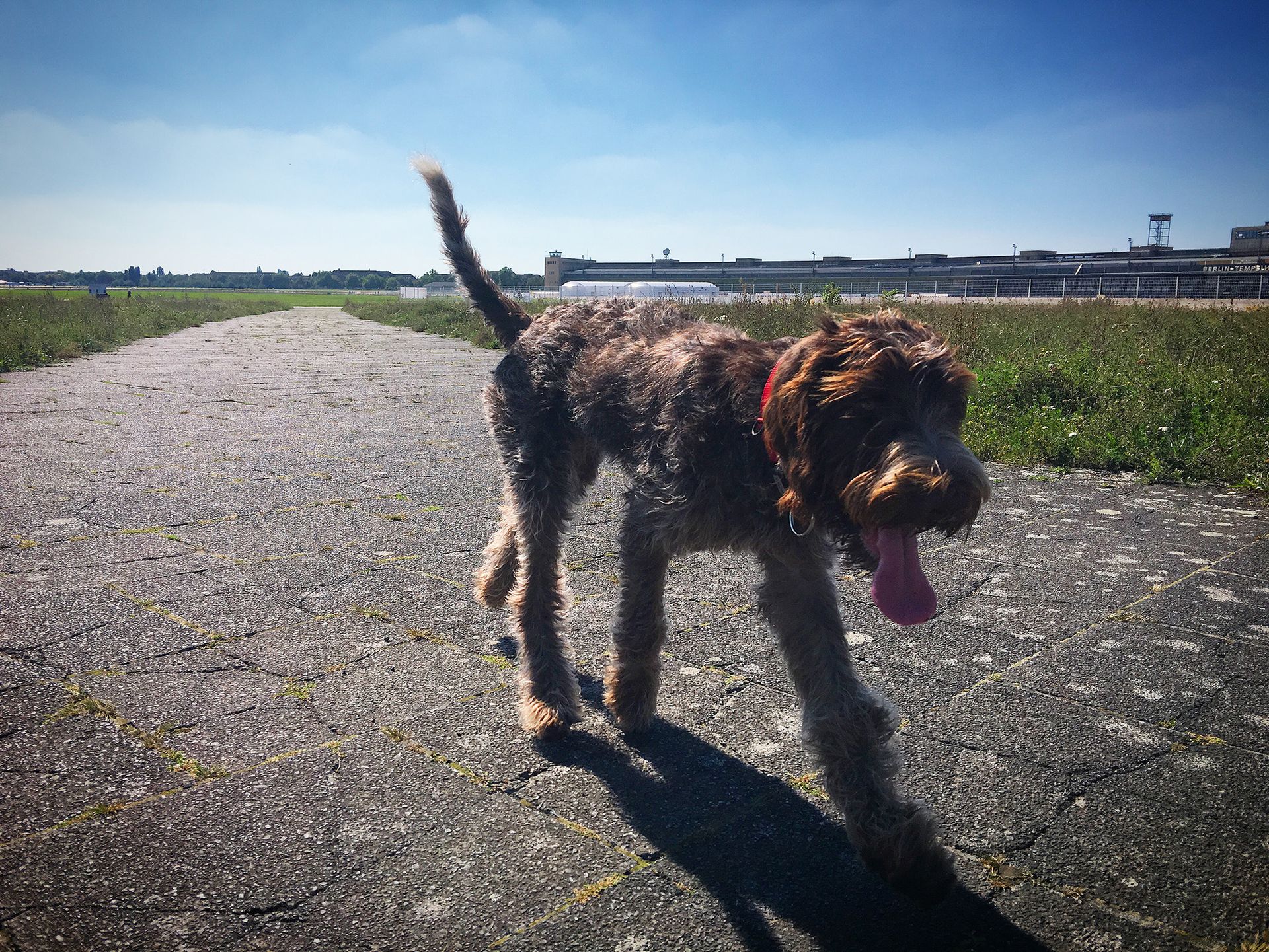 A dog on Tempelhof Airport in Berlin